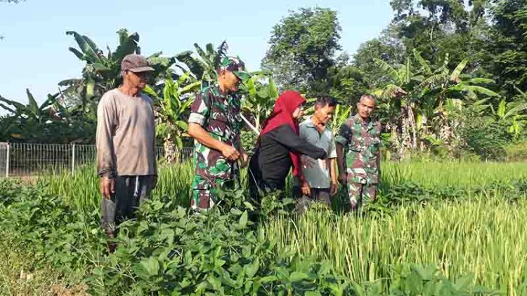 Pengamatan Padi Di Lokasi Demplot Kodim 0704 Banjarnegara