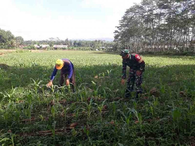 Babinsa Monitoring Tanaman Jagung Di Lahan Demplot Kodim 0704 Banjarnegara