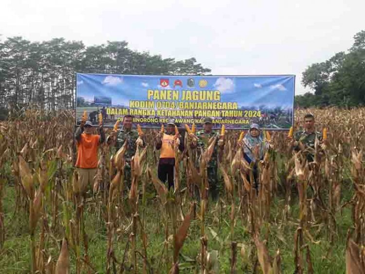 Melaksanakan Panen Jagung Di Tanah Demplot Kodim 0704/Banjarnegara